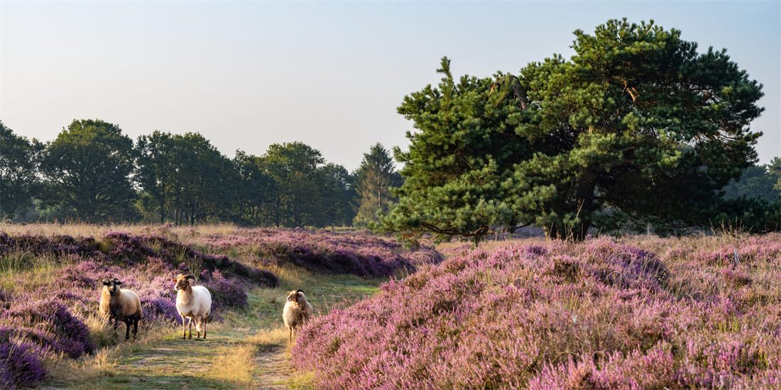 Heathland in bloom with grazing sheep