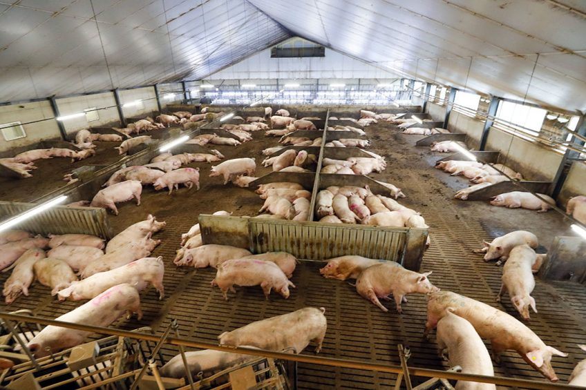Pigs in an enclosed livestock house